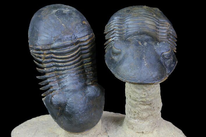 Two Flying Paralejurus Trilobites - Foum Zguid, Morocco #77642